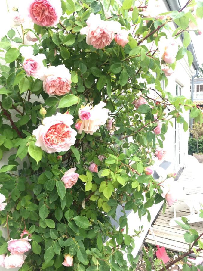 Bnb Thuroe Svendborg Dış mekan fotoğraf